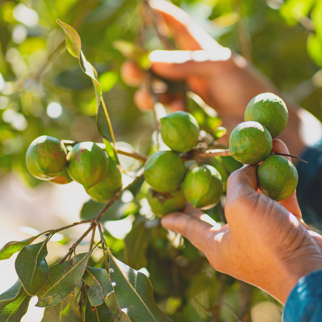 Macadamia nuts growing in clusters on a green macadamia tree, surrounded by leaves.