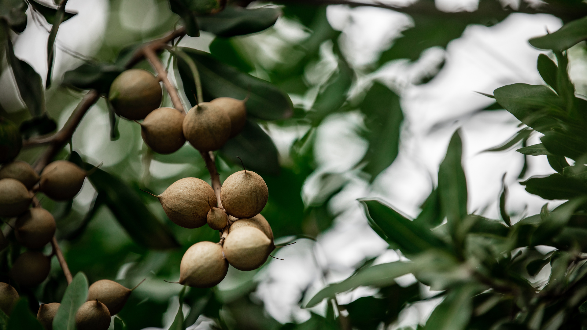 Avocado Oil Fraud: How to Avoid Hidden Seed Oils