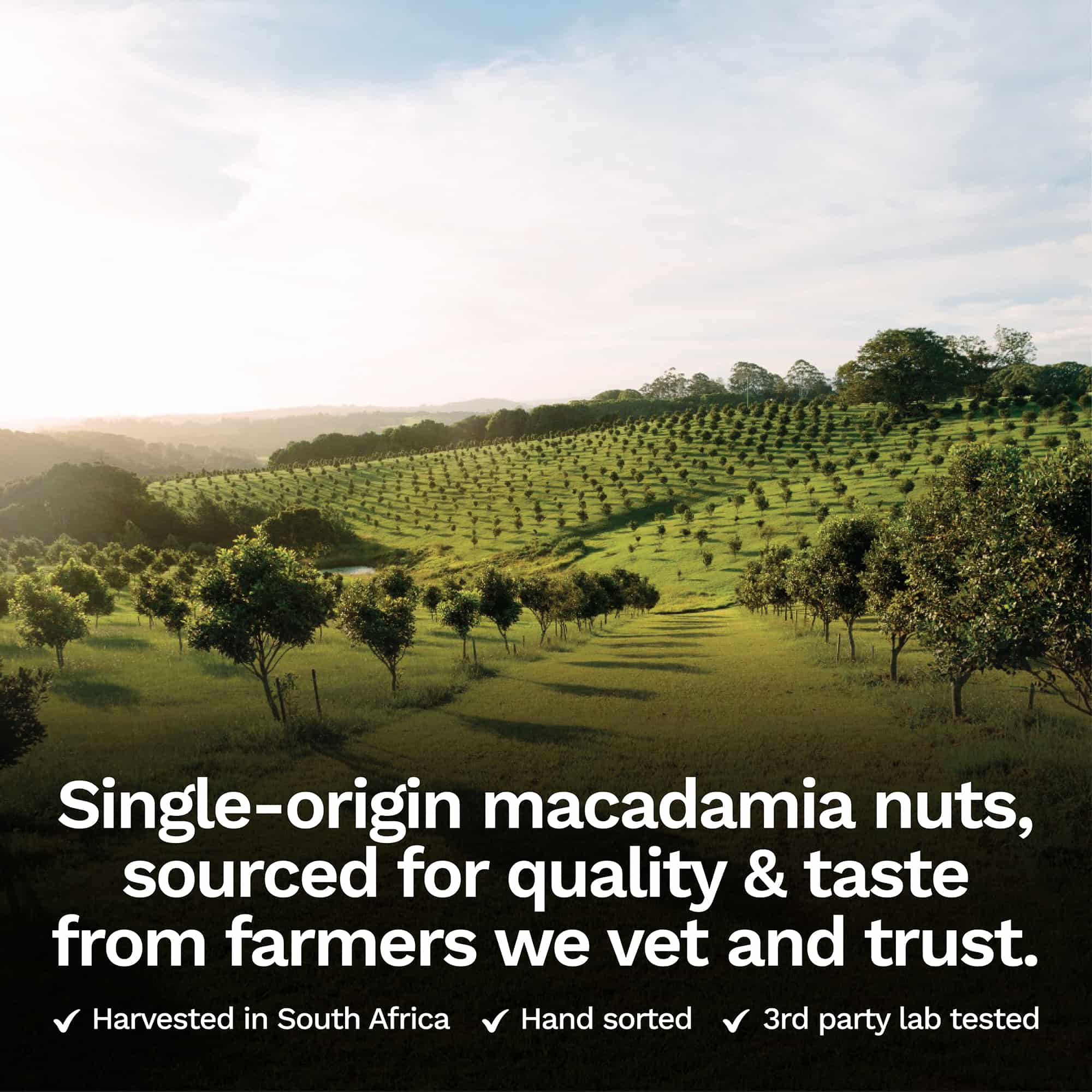 Single origin macadamia nut farm in South Africa.